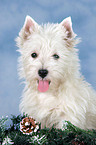 West Highland White Terrier Welpe zu Weihnachten