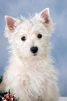 West Highland White Terrier Welpe