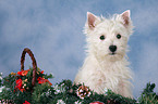 West Highland White Terrier Welpe zu Weihnachten