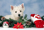 West Highland White Terrier Welpe zu Weihnachten