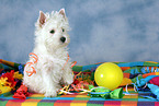 West Highland White Terrier Welpe