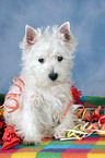 West Highland White Terrier Welpe