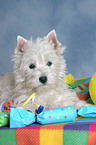 West Highland White Terrier Welpe