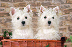 West Highland White Terrier Welpen