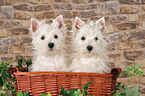 West Highland White Terrier Welpen