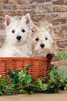 West Highland White Terrier Welpen