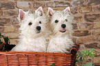 West Highland White Terrier Welpen