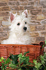 West Highland White Terrier Welpe