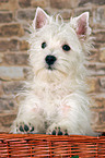 West Highland White Terrier Welpe