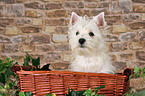 West Highland White Terrier Welpe