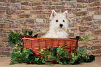 West Highland White Terrier Welpe