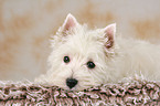 West Highland White Terrier Welpe