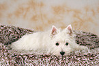 West Highland White Terrier Welpe