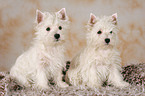 West Highland White Terrier Welpen