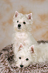 West Highland White Terrier Welpen