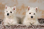 West Highland White Terrier Welpen