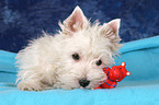 West Highland White Terrier Welpe