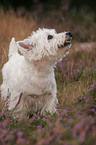 West Highland White Terrier