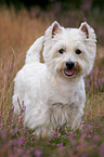 West Highland White Terrier