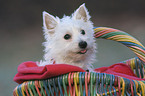 West Highland White Terrier Welpe im Krbchen