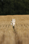 West Highland White Terrier