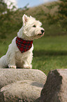 sitzender West Highland White Terrier