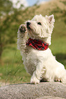 West Highland White Terrier gibt Pftchen