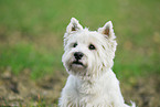 West Highland White Terrier Portrait