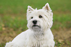 West Highland White Terrier Portrait