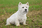 sitzender West Highland White Terrier