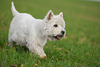 laufender West Highland White Terrier