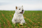 sitzender West Highland White Terrier