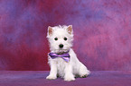 West Highland White Terrier Welpe