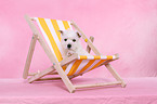 West Highland White Terrier Welpe