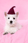 West Highland White Terrier Welpe