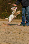 spielender West Highland White Terrier