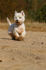 rennender West Highland White Terrier