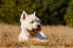 liegender West Highland White Terrier