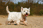 laufender West Highland White Terrier