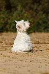 sitzender West Highland White Terrier