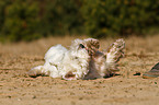 West Highland White Terrier wlzt sich