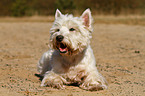 liegender West Highland White Terrier