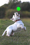 spielender West Highland White Terrier