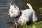 badender West Highland White Terrier