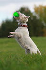 spielender West Highland White Terrier