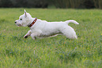 rennender West Highland White Terrier