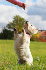 West Highland White Terrier macht Mnnchen