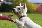 West Highland White Terrier gibt Pftchen