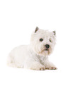 liegender West Highland White Terrier