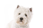 West Highland White Terrier Portrait